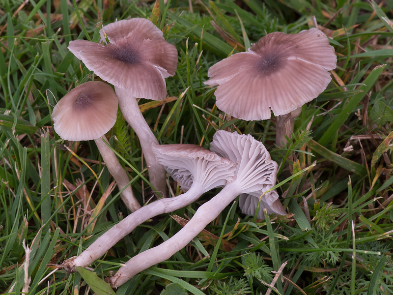 Hygrocybe radiata